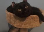 American Curl Female - American Curl Cat For Sale - MI&comma; US