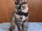Lilika Tortie - Maine Coon Kitten For Sale - Longmont&comma; CO&comma; US
