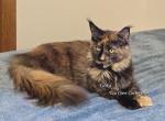Lilika Tortie - Maine Coon Kitten For Sale - Longmont&comma; CO&comma; US