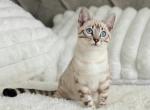 Marie - Bengal Cat For Sale - Modesto&comma; CA&comma; US