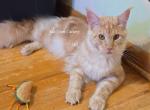 Lux Red Smoke - Maine Coon Kitten For Sale - Longmont&comma; CO&comma; US