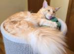 Lux Red Smoke - Maine Coon Kitten For Sale - Longmont&comma; CO&comma; US
