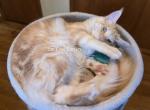 Lux Red Smoke - Maine Coon Kitten For Sale - Longmont&comma; CO&comma; US