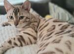 Mellow - Bengal Cat For Sale - Modesto&comma; CA&comma; US