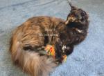 Lexine Tortie - Maine Coon Kitten For Sale - Longmont&comma; CO&comma; US