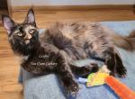 Lexine Tortie - Maine Coon Kitten For Sale - Longmont&comma; CO&comma; US