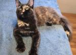 Lexine Tortie - Maine Coon Kitten For Sale - Longmont&comma; CO&comma; US