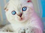 Chester - Scottish Fold Kitten For Sale - Hollywood&comma; FL&comma; US