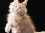 Wink - Maine Coon Kitten For Sale - Hollywood&comma; FL&comma; US