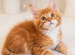 Denzel - Maine Coon Kitten For Sale - Hollywood&comma; FL&comma; US