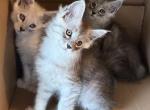 Beautiful Maine Coon kittens - Maine Coon Kitten For Sale - Connellsville&comma; PA&comma; US