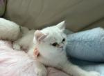 Ellie shorthair white female - Exotic Kitten For Sale - Orlando&comma; FL&comma; US