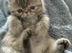 Exotic tabby girl - Exotic Kitten For Sale - Orlando&comma; FL&comma; US