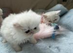 Exotic litter white - Exotic Kitten For Sale - Orlando&comma; FL&comma; US