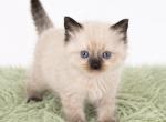 Playful Ragdoll Kittens Ready Now - Ragdoll Kitten For Sale - 