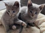 Playful Russian Blue Kittens Ready Now - Russian Blue Kitten For Sale - El Paso&comma; TX&comma; US