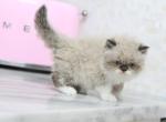 Playful Persian Kittens Ready Now - Persian Kitten For Sale - El Paso&comma; TX&comma; US