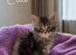 Ella - Maine Coon Kitten For Sale - Adger&comma; AL&comma; US