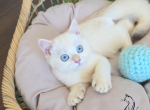 Dallas - British Shorthair Kitten For Sale - TN&comma; US