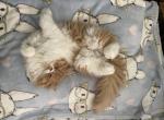 Scarlet Red and White - Minuet Kitten For Sale - 