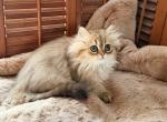 Shaded Golden Persian - Persian Kitten For Sale - Iron Station&comma; NC&comma; US