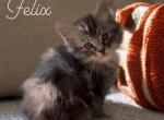 Felix - Maine Coon Kitten For Sale - Adger&comma; AL&comma; US
