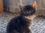 Storm - Maine Coon Kitten For Sale - Adger&comma; AL&comma; US