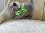 Full Blooded British Shorthair Kittens - British Shorthair Kitten For Sale - 