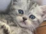 Mindy - Scottish Straight Kitten For Sale - Roanoke&comma; VA&comma; US