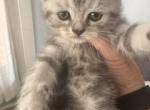 Teddy - Scottish Straight Kitten For Sale - Roanoke&comma; VA&comma; US