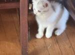 Andy - Scottish Straight Kitten For Sale - Roanoke&comma; VA&comma; US