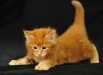 Full Maine Coon Shorthair Kittens - Maine Coon Kitten For Sale - 
