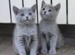 Full Blooded Russian Blue Kittens - Russian Blue Kitten For Sale - 