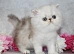 Full Blooded Persian Kittens - Persian Kitten For Sale - Albuquerque&comma; NM&comma; US