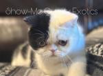 Felix - Exotic Kitten For Sale - MO&comma; US