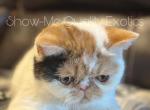 Frannie - Exotic Kitten For Sale - MO&comma; US