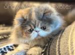 Eleanor - Exotic Kitten For Sale - MO&comma; US