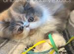 Eleanor - Exotic Kitten For Sale - MO&comma; US