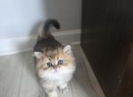 Oliver long hair - Scottish Straight Kitten For Sale - Naperville&comma; IL&comma; US