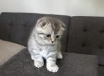 Smokey - Scottish Fold Kitten For Sale - Spartanburg&comma; SC&comma; US