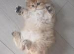 Sunny long hair - Scottish Straight Kitten For Sale - Naperville&comma; IL&comma; US