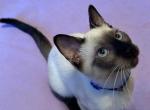 Oliver - Siamese Kitten For Sale - Wooster&comma; OH&comma; US