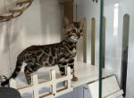 Lucie - Bengal Kitten For Sale - Macon&comma; MO&comma; US