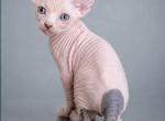 Blue - Sphynx Kitten For Sale - MA&comma; US