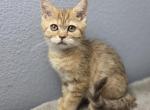 Jack - Scottish Straight Kitten For Sale - 