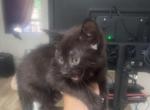 Patch - Munchkin Kitten For Adoption - Bronx&comma; NY&comma; US
