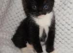 FREE ADORABLE KITTENS - Domestic Kitten For Sale - New Holland&comma; PA&comma; US