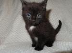 BLACK kittens - Domestic Kitten For Sale - New Holland&comma; PA&comma; US