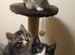 Lenny - Siberian Kitten For Sale - NY&comma; US