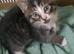 Lenny - Siberian Kitten For Sale - NY&comma; US